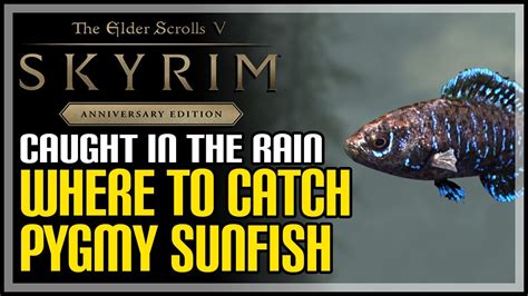 How to catch a Pygmy Sunfish Skyrim. You can see where to find Pygmy Sunfish in Skyrim... 1.21) Scorpionfish. 2) Swims-In-Deep-Water's Radiant Fishing Bounties. 2.1) Rubbish Retrieval. 2.2) Stocking Up. 2.3) Further Study... For The Elder Scrolls V: Skyrim on the Xbox 360, a GameFAQs message board topic titled "The …. 