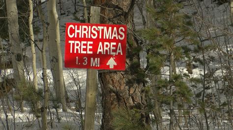 Where to chop down your own Christmas tree in Central Texas