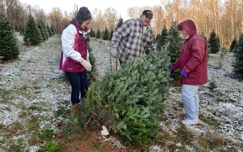 Where to cut-your-own Christmas tree in the Capital Region