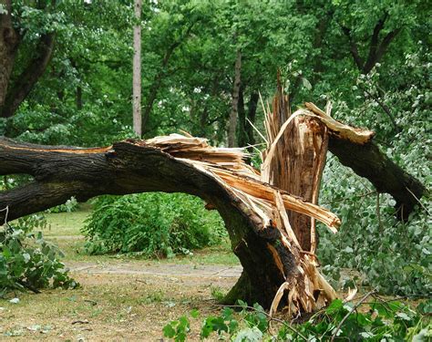 Where to drop off tree limbs from tornado damage