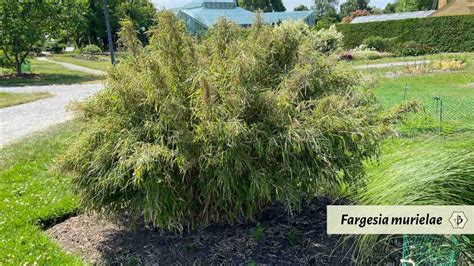 Where to find bamboo in Canada - Bambu Batu