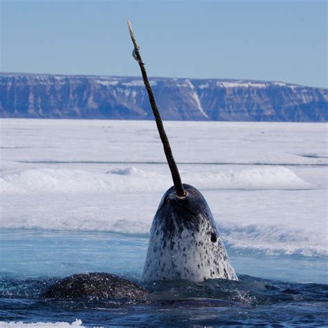 Where to find narwhals in the arctic - Travel