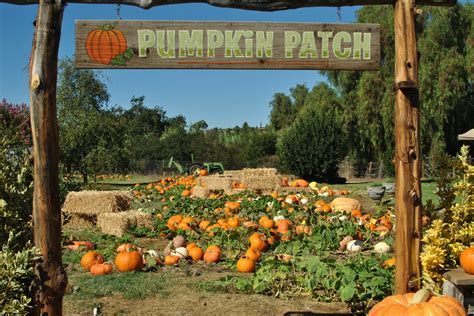 Where to find pumpkin patches in San Diego County