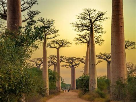 Where to go on a Madagascar adventure - Responsible Travel