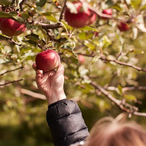 Where to pick apples in the North Country