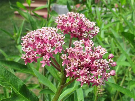 Where to plant milk weed. Asclepias syriaca. Common Milkweed is the plant that often comes to mind when we hear the word "milkweed." This familiar milkweed has an upright form with large oval leaves and ball-shaped flower umbels. Visually bold and architectural, it contrasts well…. More Detail. Plants 3" Pots. 1-4 $7.99 ea. 