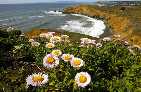 Where to see 2023’s wildflower blooms in the Bay Area: Readers’ top picks