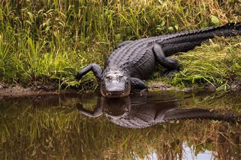 Where to see alligators near me. Nov 15, 2017 · Preserves provide opportunity to see them in the wild, while other nature attractions ensure an encounter with their exhibits of captive gators. The Lee County Visitor & Convention Bureau recommends the following six places to find and photograph the prehistoric creatures. Shell Factory Nature Park, North Fort Myers, 995-2141, shellfactory.com. 