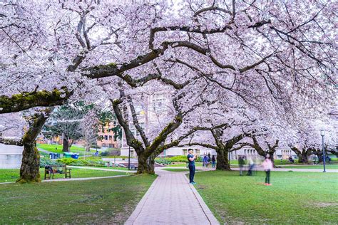 Where to see cherry blossoms across the U.S. - Tripadvisor