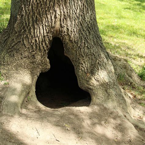 Where to watch a hollow tree. When it comes to planting a tree, choosing the right planter is essential. The right planter can help your tree thrive and provide it with the necessary nutrients and support it ne... 