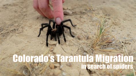 Where to watch the tarantula 'migration' in Colorado