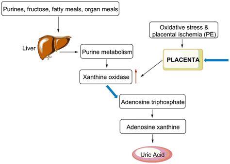 Where uric acid came from? - aruwana.dixiesewing.com