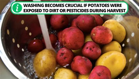 Whether to wash potatoes before storage - Garden - 2024