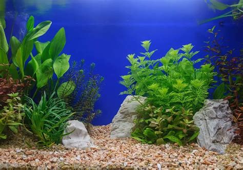 Which Aquarium Plants Produce Oxygen - With 5 …