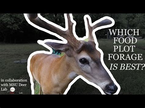 Which Crops Do Deer Prefer More Than Acorns?