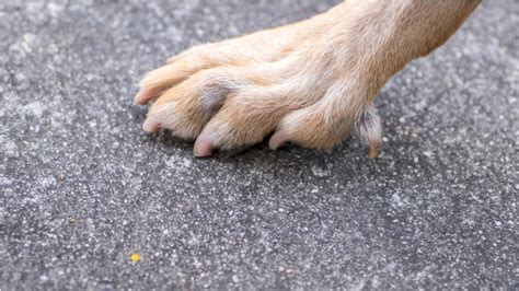 Which Dog Breeds Have The Most Toes? BeChewy