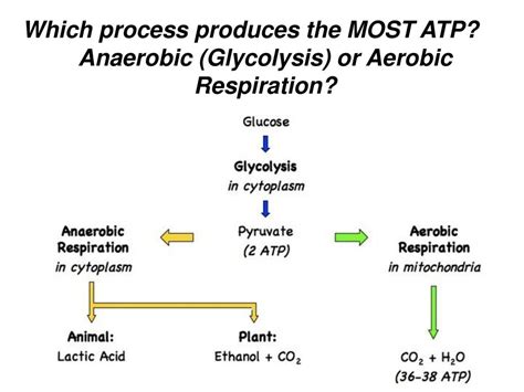 Which Paths Produce the Most ATP per Glucose Molecule