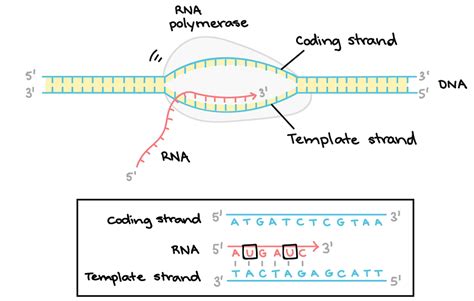 Which Strand Of Dna Serves As The Template For Transcription