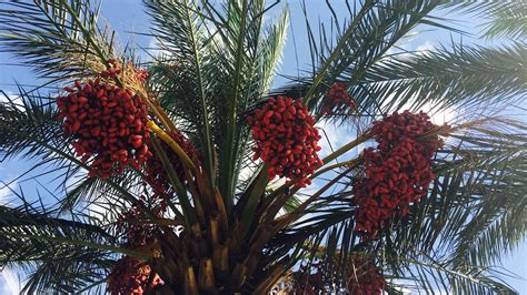 Date palm trees were probably first found around 5000–6000 ... Phoenix dactylifera belongs to Arecaceae (Palmaceae) family; the name Phoenix was derived from the legendary bird of old Greece, and dactylos means finger, taking into account the …. 