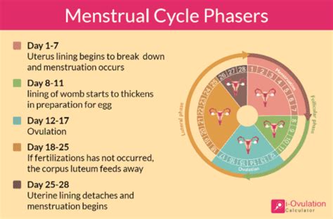 Which cycle day is ovulation on and how to calculate it