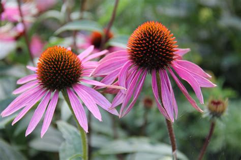 Several species of the echinacea plant are used to make medicine fro