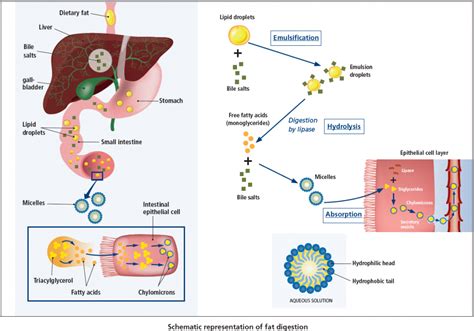 Which emulsifies fat globules is produced by the?