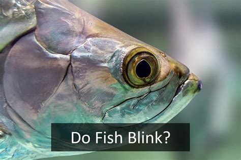 Which fish can blink? - Quora