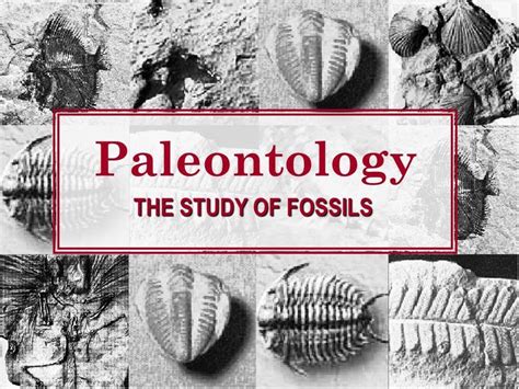 Paleontology is the scientific study of 