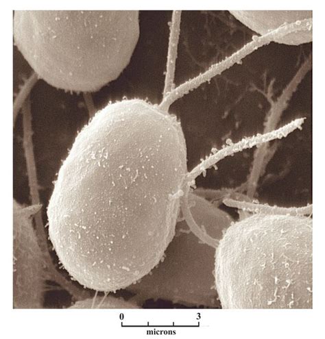 Which genus does Chlamydomonas belong to? - Daily Justnow