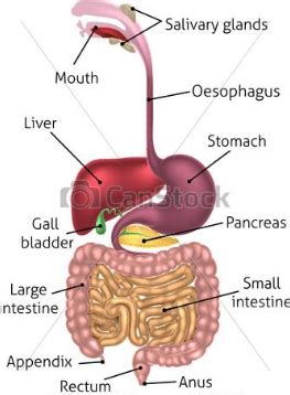 Which gland secretes hormones as well as enzymes?