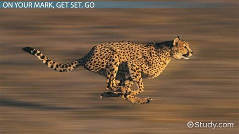 Which is faster, a horse or a cheetah? - Quora