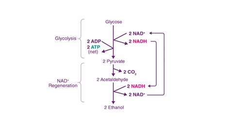 Which is the end product of glycolysis? - BYJU