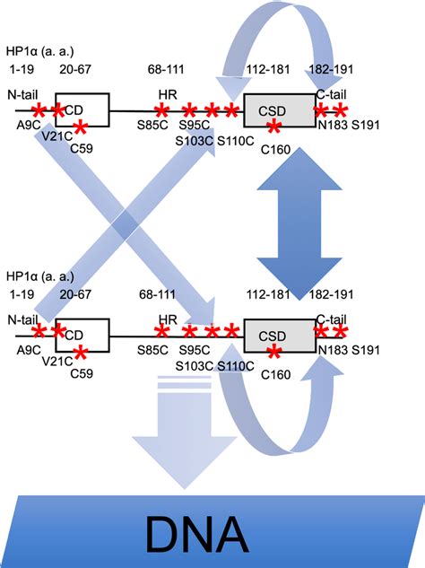 Which nuclear process is represented below a dna molecule untwists. .  <a hr...