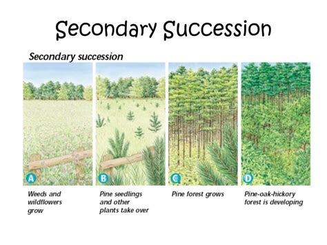 Which of the following could result in secondary succession?