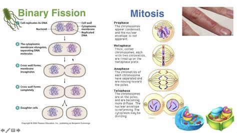 Which of the following describes how binary fission and mitosis …