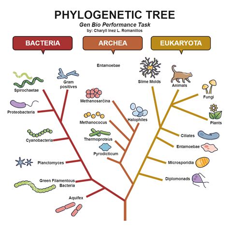Which of the following phylogenies represents the most likely evolutionary.  The type of...
