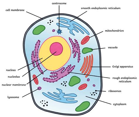 Which one of the following cell organelles contains DNA?