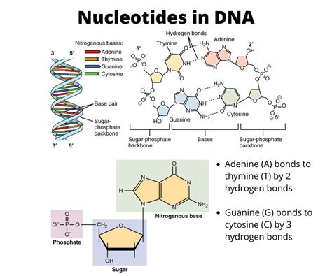 Which part of the nucleotide stores the genetic information? A ...