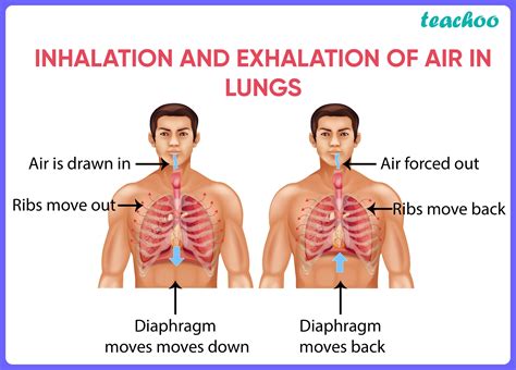 Which statement about deep breathing is true weegy. The statement about deep breathing that is true is: In deep breathing, the diaphragm muscle contracts to allow more space for the lungs to fill with air. 