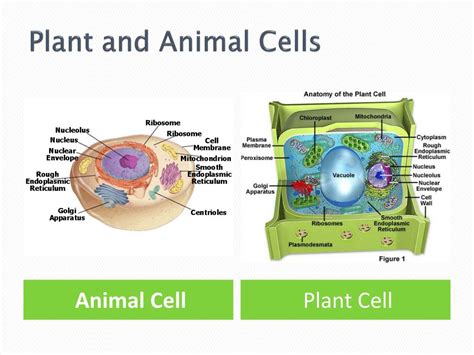 Plant cell are usually larger than animal cell. Both types of cells have many organelles. The plant cell has a few more organelles than the animal cell but for the most part they have the same organelles. Animal and plant cells both have a nucleus, ribosomes, Golgi apparatus, and endoplasmic reticulum. Only plant cells have a cell …. 