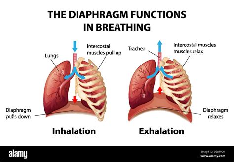 Which way does the diaphragm move when exhaling?