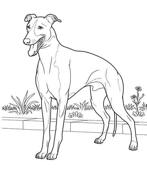 Whippet Coloring