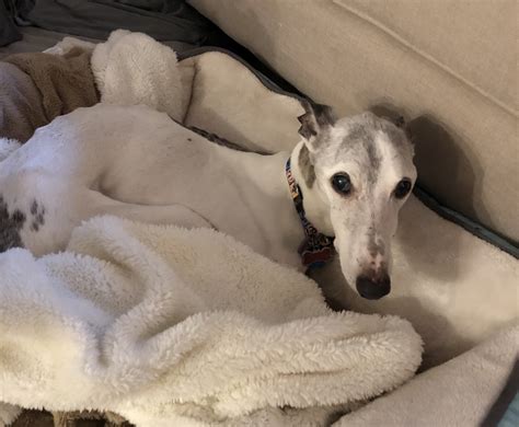 Whippet adoption. Things To Know About Whippet adoption. 