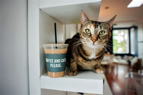 Whiskers cat cafe. Things To Know About Whiskers cat cafe. 
