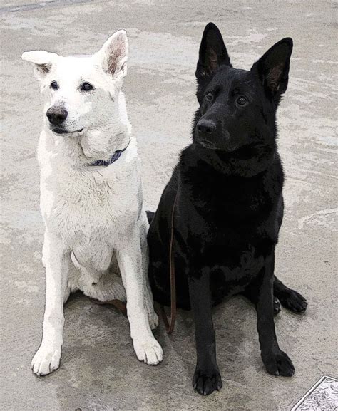 White And Black German Shepherd Puppy