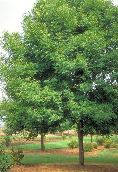 White Ash Tree on the Tree Guide at arborday.org - Arbor Day …