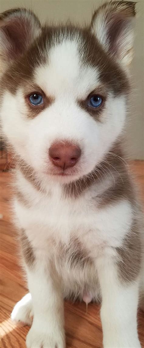 White Baby Huskies With Blue Eyes