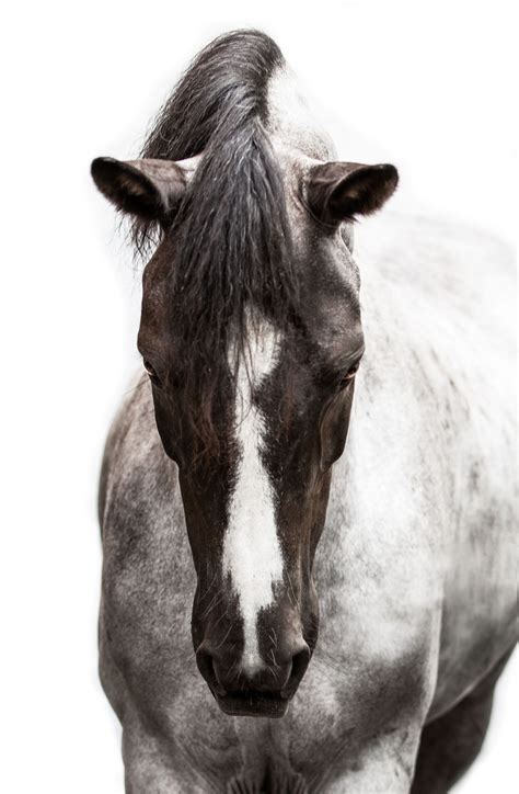 White Background Memorable and Artistic - ES Equine …