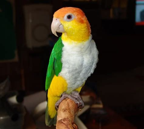 White Bellied Caique Price