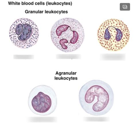 White Blood Cells Diagram Quizlet